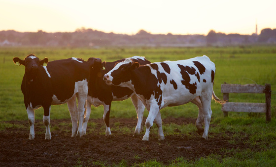 Trois vaches dans un champ, lumière de fin de journée. Photo de Matthias Zomer venant de Pexels.