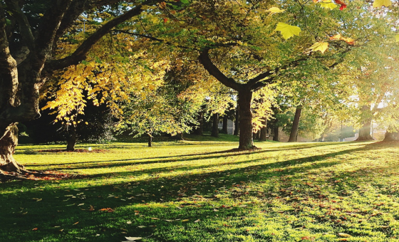Arbres et qualité de l'air