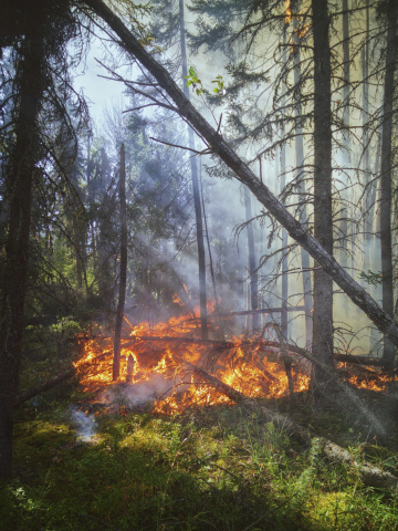 Incendie de fôret, photo d'illustration de Landon Parenteau via Pexels