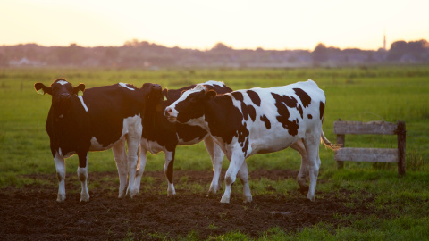 Trois vaches dans un champ, lumière de fin de journée. Photo de Matthias Zomer venant de Pexels.